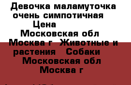 Девочка маламуточка-очень симпотичная. › Цена ­ 10 000 - Московская обл., Москва г. Животные и растения » Собаки   . Московская обл.,Москва г.